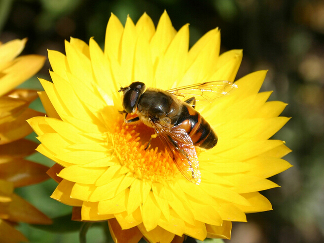 蜜蜂为何单恋一枝花呢？